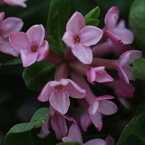 Daphne x eschmannii