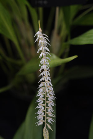 Dendrochilum glumaceum