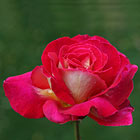 Double Delight Rose