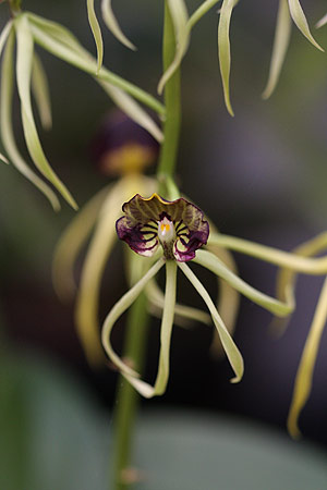 Encyclia cochleata