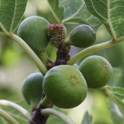 Fig Tree in Fruit