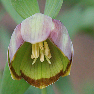 Fritillaria acmopetala