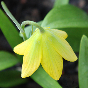 Fritillaria Conica