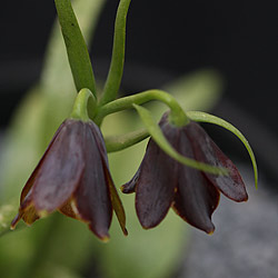 Fritillaria ehrhartii