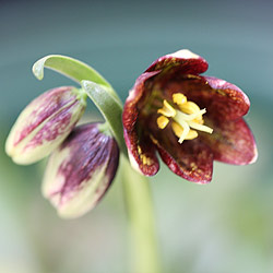 Fritillaria grayana