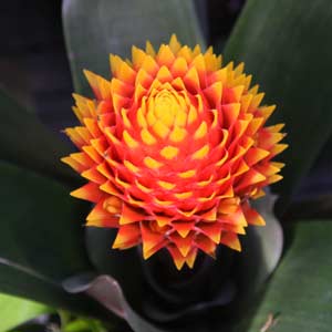 Guzmania conifera