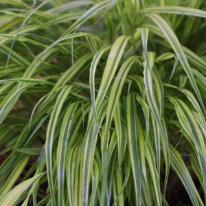 Japanese style grass plant