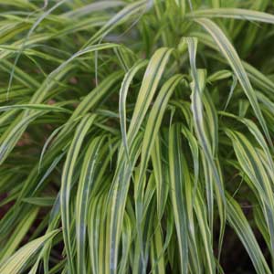 Japanese Forest Grass - Hakonechloa macra