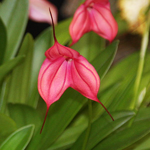 Masdevallia Partizan 'Elegant Rose'