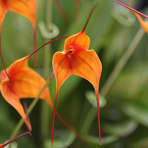 Masdevallia 'Copper Angel'