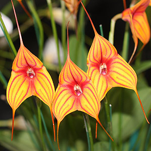 Masdevallia orchid