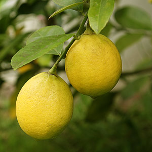 Meyer Lemon Tree