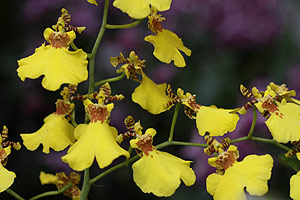 Oncidium Orchid