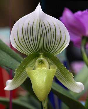 Paphiopedilum Orchid 'Desert green'