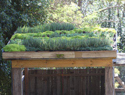 Simple Roof Garden