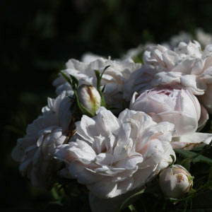 Heritage Rose - Pompon Blanc Parfait