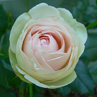 Pierre de Ronsard Rose