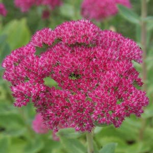 Sedum 'Autumn Joy'