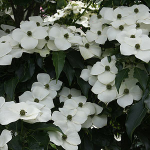 Spring Flowering Cornus or 'Dogwood'