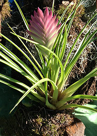 Tillandsia Mounted as a Specimen