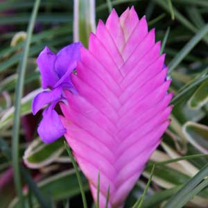 Tillandsia cyanea