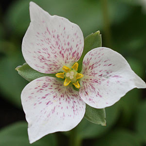 Trillium rivale