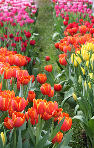 Spring Flowering Bulbs