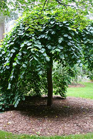 Ulmus gladra Camperdownii or 'Weeping Elm Tree'