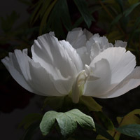 White Flowering Peony