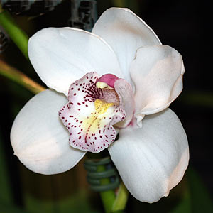 White Flowering Cymbidium Orchid