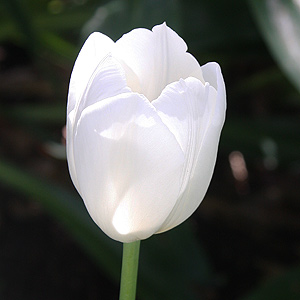 White Tulip Flower