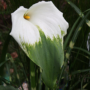 Zantedeschia ' Green Goddess' - Calla Lily