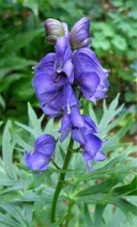 Aconitum or Monkshood Flower