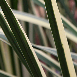 The highly ornamental grass, Acorus gramineus variegata