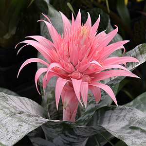 Aechmea fasticata 'Primera'