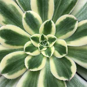 Aeonium arboreum 'Variegata'