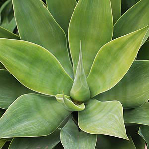 Agave attenuata