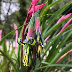 Billbergia nutans - 'Queens Tears'