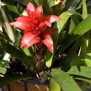 Bromeliads Growing in Hanging Basket