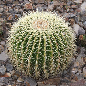 Barrel Cactus Plant