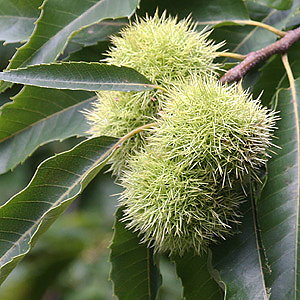Chestnut Tree Fruit