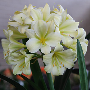 Clivia miniata yellow hybrid