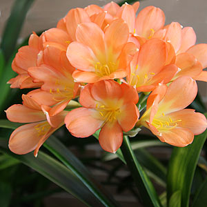 Clivia miniata Light of Buddah