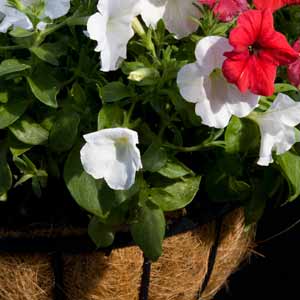 Annuals in Hanging Basket