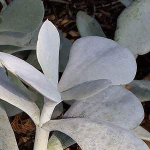 Cotyledon orbiculata 'Silver Waves'