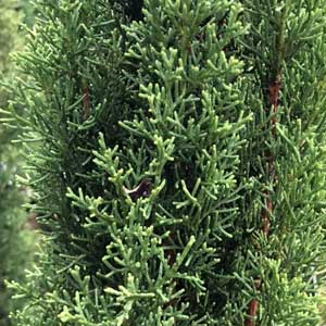 Fast growing Italian Cypress