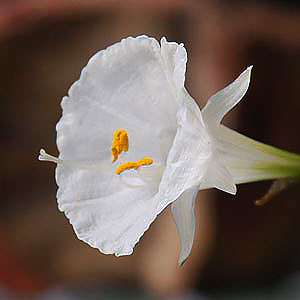 White Flowering Hoop Petticoat Daffodil