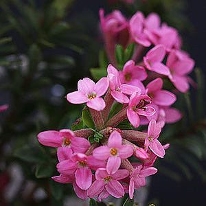 Daphne cneorum