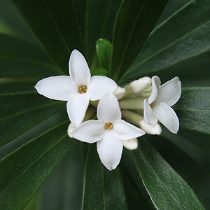 Daphne 'Eternal Fragrance'