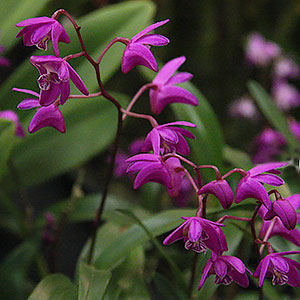 Dendrobium kingianum